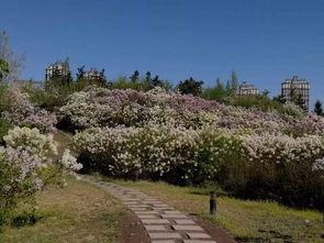 丁香医生  第3张